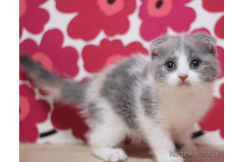 成約済の東京都のスコティッシュフォールド(折れ耳)-71499の3枚目